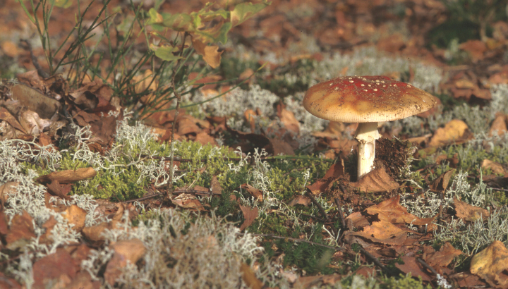 Champignons d'automne à Sermamagny